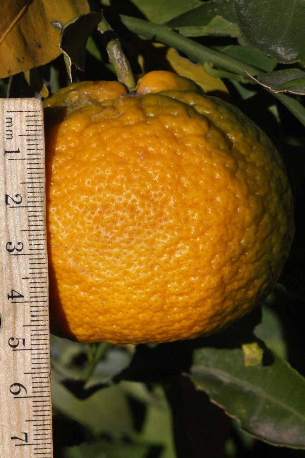            Fruit (Riverside, CA)   